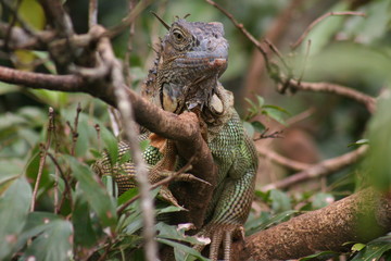 Leguan am Baum