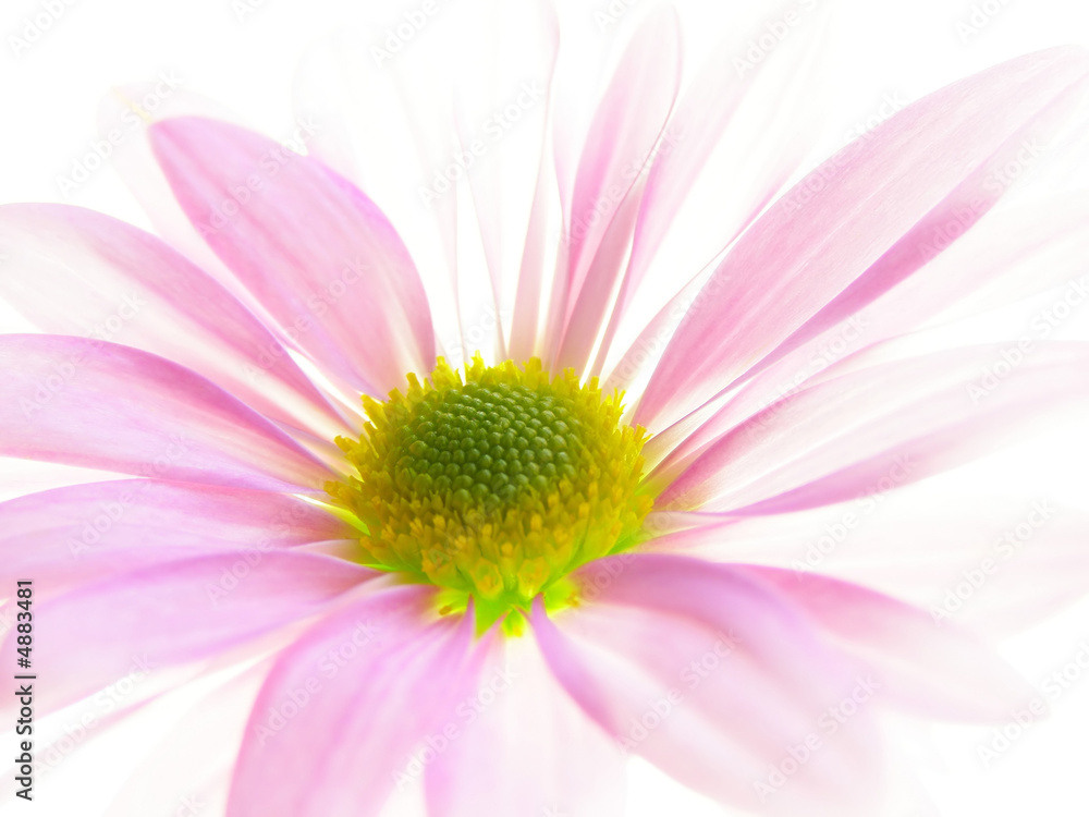 Canvas Prints pink aster