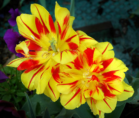 Yellow & Red Tulips
