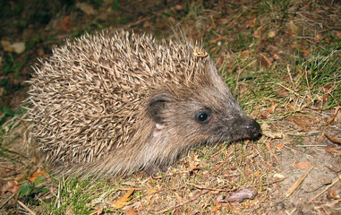 hérisson