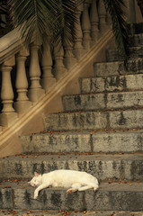 Katze auf Treppe