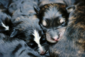 Sweet sleeping puppies - the first day of their life