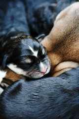 Sweet sleeping puppies - the first day of their life