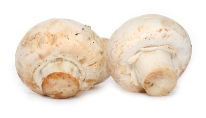 meadow mushroms