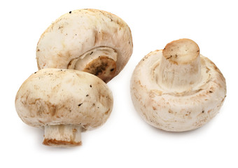 three meadow mushroms