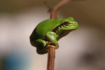 Green hyla frog