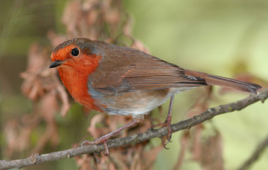 Robin
