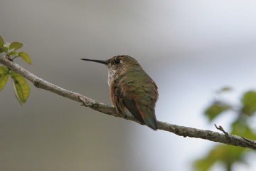 hummingbirds