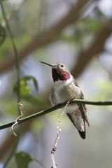 hummingbirds