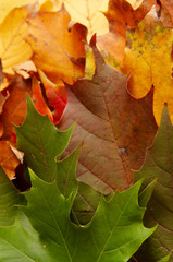 Colorful autumnal leaves