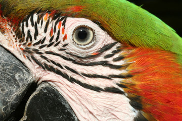 Harlequin Macaw Macro