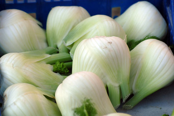 Finocchi