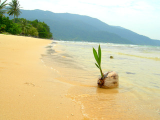 plage noix de coco