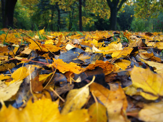 Carpet of leaves