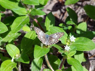pretty and colorful butterfly