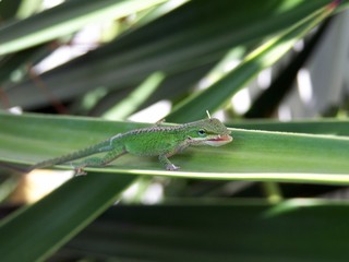 lizard eating bug