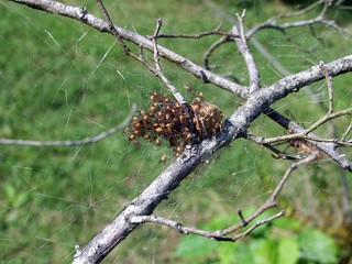 clutch of baby spiders