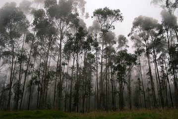 The gum-tree misty forest in the mountains of Ecuador