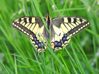 Schmetterling Schwalbenschwanz