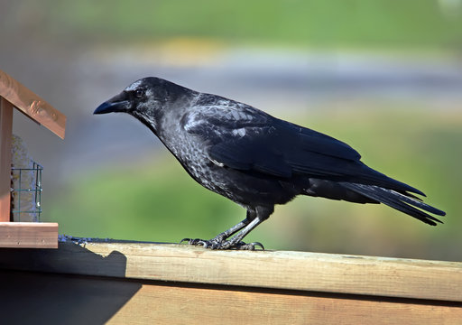 American Crow at a feeder.