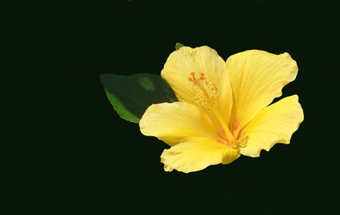 Single yellow hibiscus flower