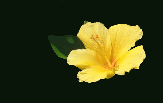 Fototapeta Single yellow hibiscus flower