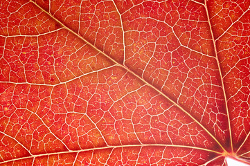 Naklejka na ściany i meble Leaf close-up