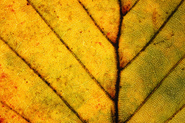 Leaf close-up