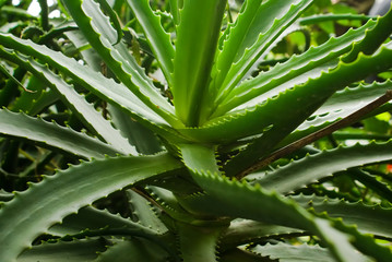Green fresh and thorny aloe leaves close-up background