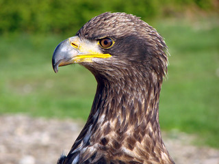 Young Bald Eagle