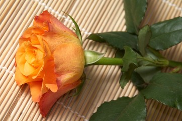 orange rose