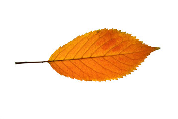 Single orange-red native grape leaf isolated on the white