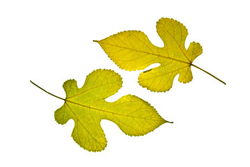 Pair of yellow mulberry leaves isolated on the white background