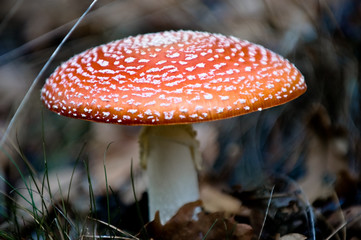 Fly agaric closeup