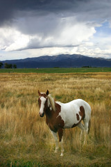 Paint Horse (Equus caballus) Standing in Field