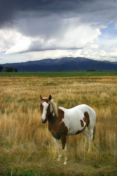 Paint Horse (Equus caballus) Standing in Field