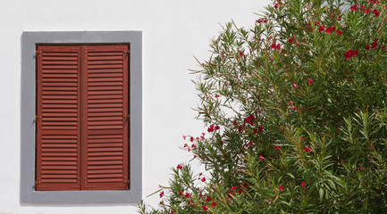 Croatia, Rab - shuttered window and flowering oleander