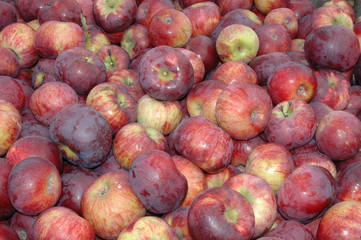 MacIntosh Apples