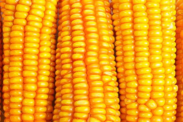 Corn background