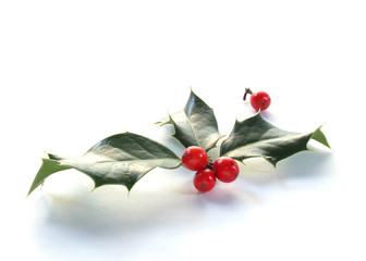 Holly