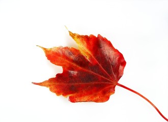 automne