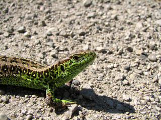 Lizard
