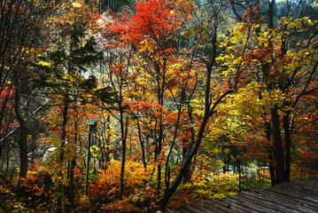 Naklejka premium Autumn in Hokkaido