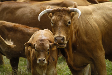 vache et veaux