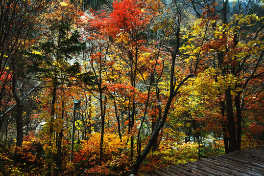Autumn in Hokkaido © Addixon