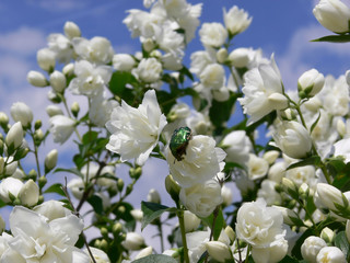 Blühender Jasmin vor blauem Himmel und grüner Käfer