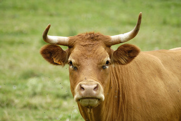 vache brune 6