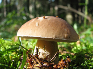 Cep