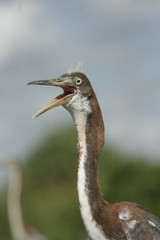 BLUE HERON UNDER THE CLOUDS