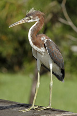 BLUE HERON CLOUDY DAY